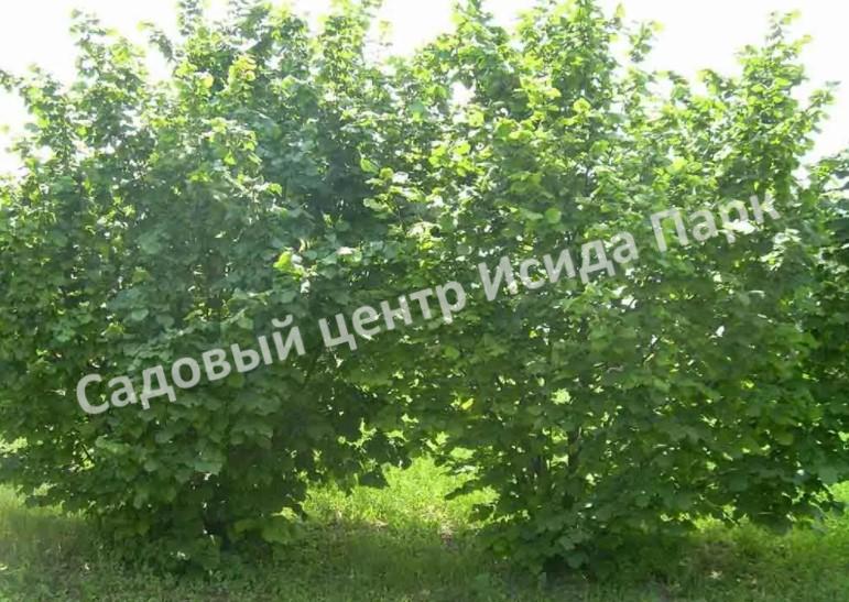 Фундук Кристина (Christina) Фундук Кристина (Christina)