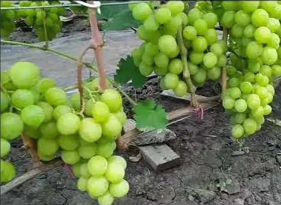 Виноград Джина