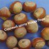 Фундук Лопушанский (Lopushansky) 3 Фундук Лопушанский (Lopushansky) 3