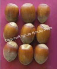 Фундук Дербентский-1 (Derbentsky-1) Фундук Дербентский-1 (Derbentsky-1)