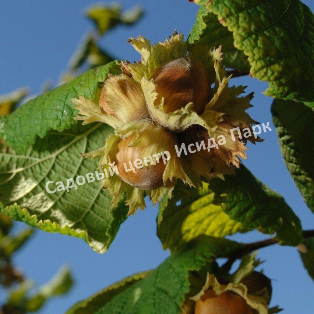 Фундук Виктория (Victoria) Фундук Виктория (Victoria)