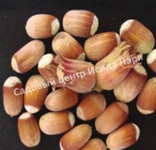 Фундук Виктория (Victoria) Фундук Виктория (Victoria)