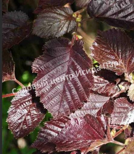 Фундук Виктория (Victoria) Фундук Виктория (Victoria)