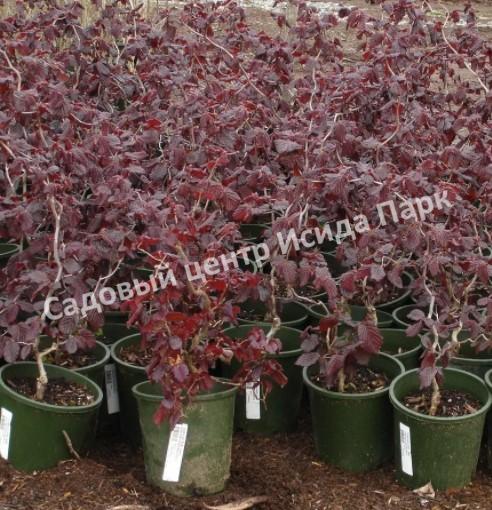 Фундук Виктория (Victoria) Фундук Виктория (Victoria)