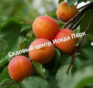 Абрикос Хабаровский