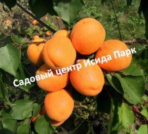 Абрикос Харгранд