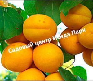 Абрикос Компотный