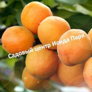Абрикос Куйбышевский юбилейный