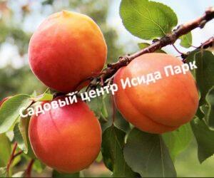 Абрикос Любимый