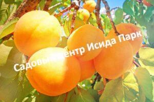 Абрикос Лучший Мичуринский