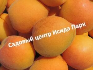 Абрикос Манитоба