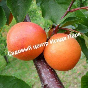 Абрикос Память Шевчука