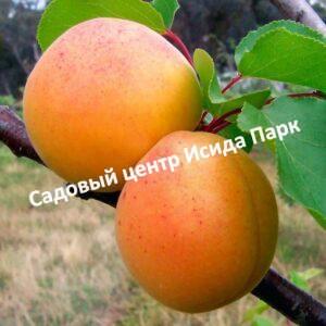 Абрикос Саянский