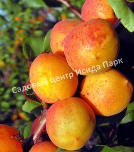 Абрикос Серафим
