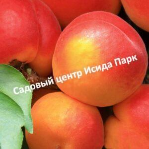 Абрикос Северное сияние