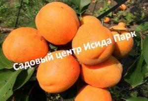 Абрикос Сибиряк Байкалова