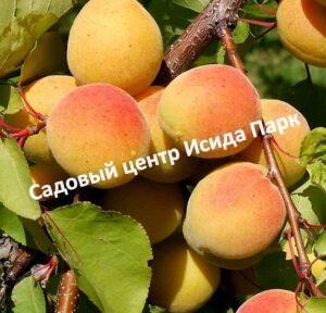 Абрикос Слава Севера