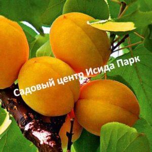 Абрикос Викинг