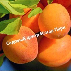 Абрикос Знаходка
