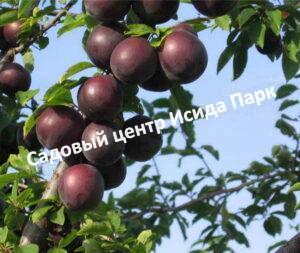 Алыча Подарок Сад-гиганту