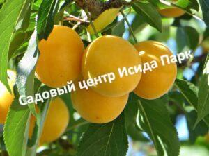 Алыча Субхи ранняя