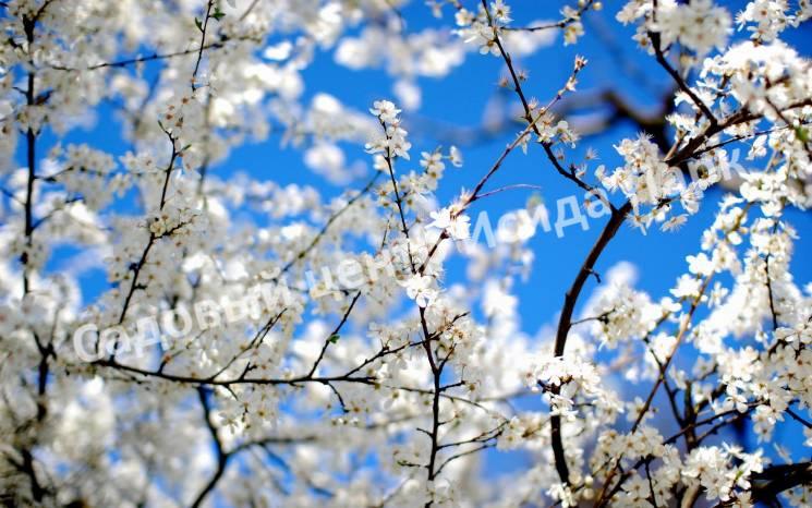 апрель в саду