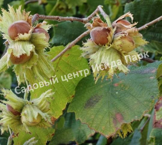 Фундук Виктория (Victoria) Фундук Виктория (Victoria)