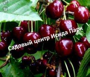 Черешня Дагестанская ранняя