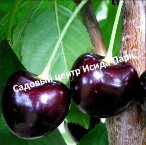 Черешня Донецкий уголек