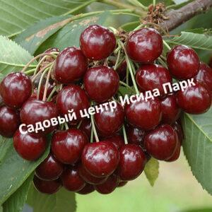 Черешня Изюмная