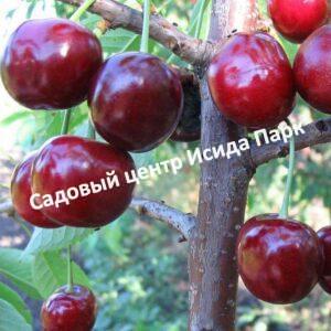 Черешня Кавказская
