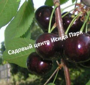 Черешня Краснодарская ранняя