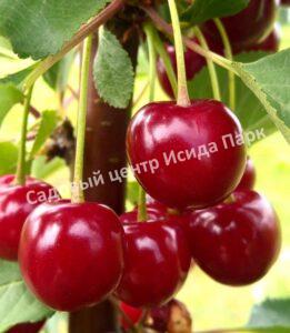 Черешня Кубанская
