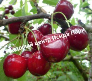 Черешня Лезгинка