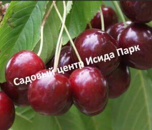 Черешня Любимица Корвацкого
