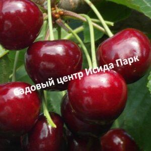 Черешня Мария