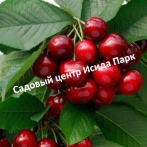 Черешня Майская
