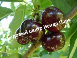 Черешня Мелитопольская черная