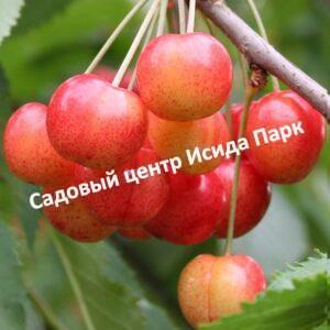 Черешня Наслаждение