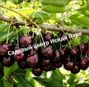 Черешня Жаннет