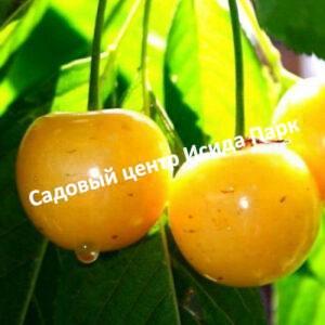Черешня Золотухинская