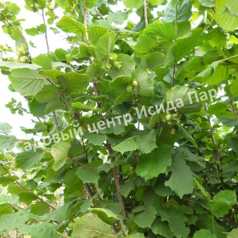 Фундук Виктория (Victoria) Фундук Виктория (Victoria)