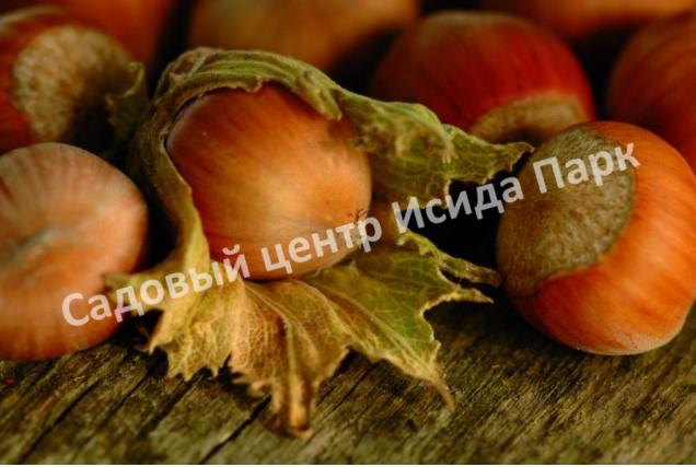 Фундук Дербентский-1 (Derbentsky-1) Фундук Дербентский-1 (Derbentsky-1)