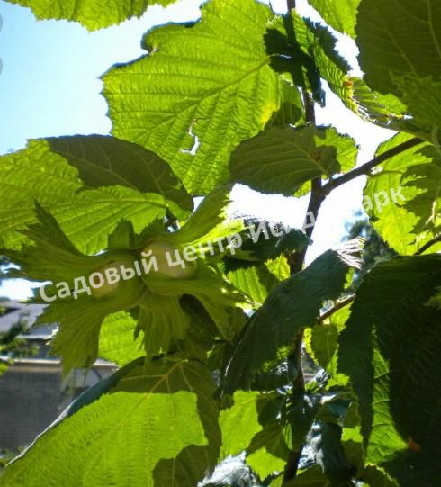 Фундук Красногорский (Krasnogorsky) Фундук Красногорский (Krasnogorsky)