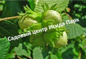 Фундук Кристина (Christina)