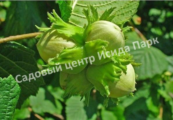 Фундук Кристина (Christina) Фундук Кристина (Christina)