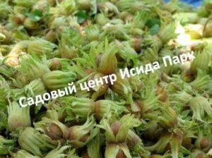 Фундук Кунак (Kunak)