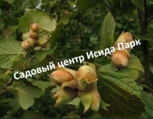 Фундук Лопушанский (Lopushansky)
