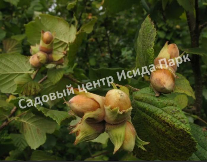 Фундук Лопушанский (Lopushansky) Фундук Лопушанский (Lopushansky)