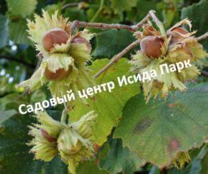Фундук Морозовский (Morozovsky)